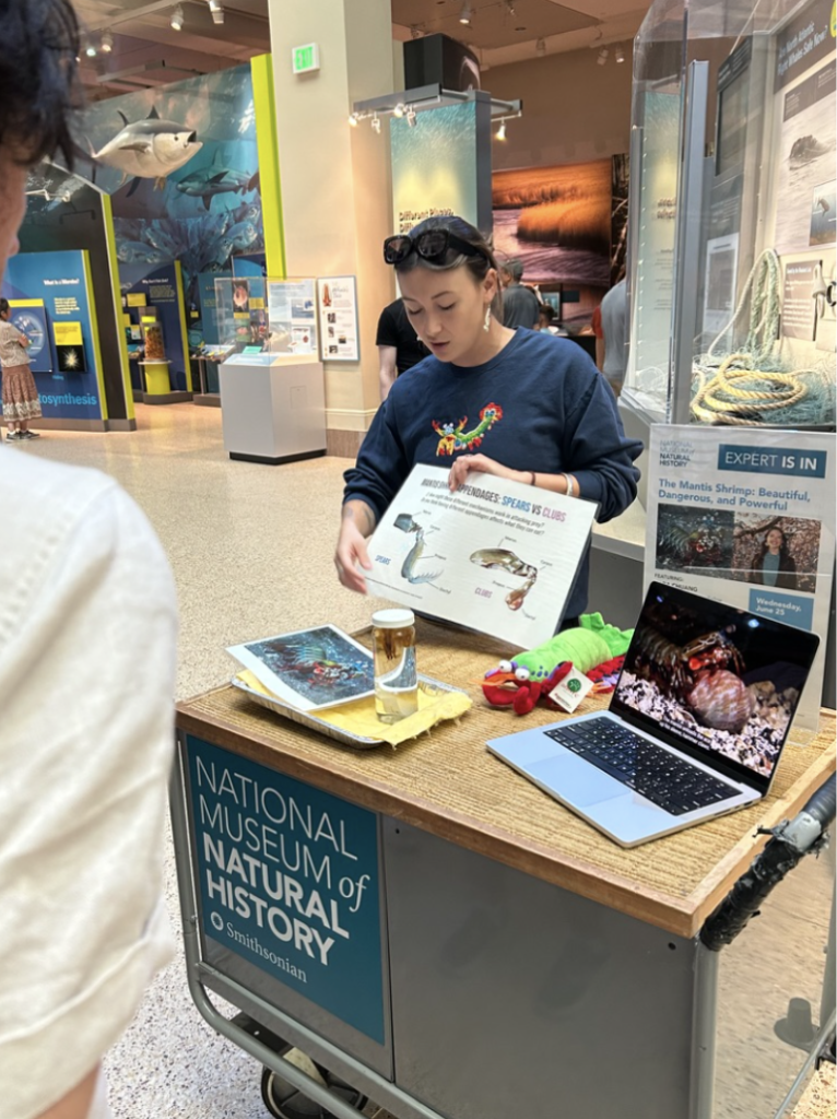 Kara presenting at the Smithsonian Museum of Natural History on my favorite animal, the mantis shrimp!